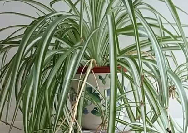 A spider plant makes an attractive indoor spectacle.