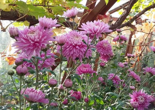 Chrysanthemums have been successfully transferred to the greenhouse border, previously occupied by tomatoes.