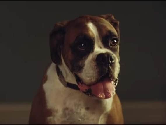 Buster the boxer, the star of the 2016 John Lewis Christmas ad.