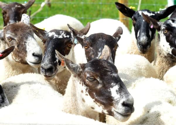 Some healthy sheep. Sheep lameness infectious causes should be able to be managed to get levels down to less than two per cent.
