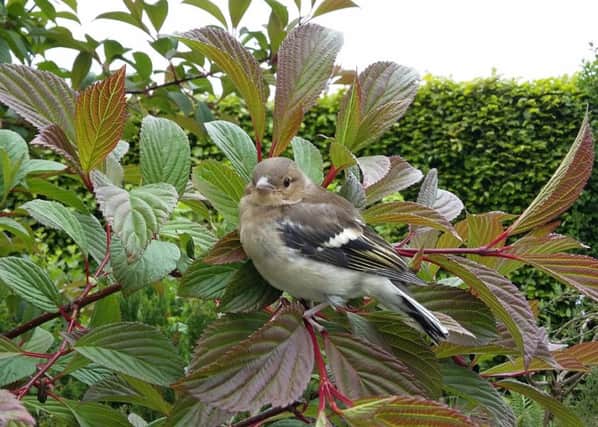 The chaffinch and other feathered friends need your help. Picture by Tom Pattinson.