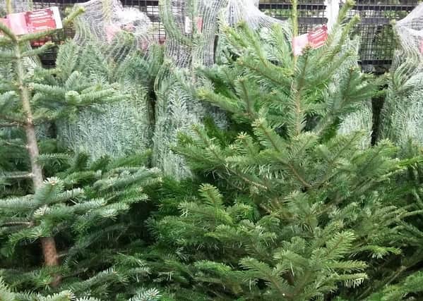 Ready-cut Christmas trees are already on sale for your festive displays, but remember to treat them with care if you want them to last. Picture by Tom Pattinson.