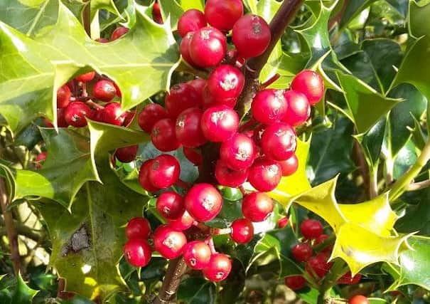 Holly berries growing in the garden. Picture by Tom Pattinson.