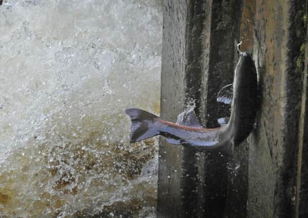 A fish hits the side of  the fish pass at Haugh Head ford on the Wooler Water.
 Picture by Jane Coltman