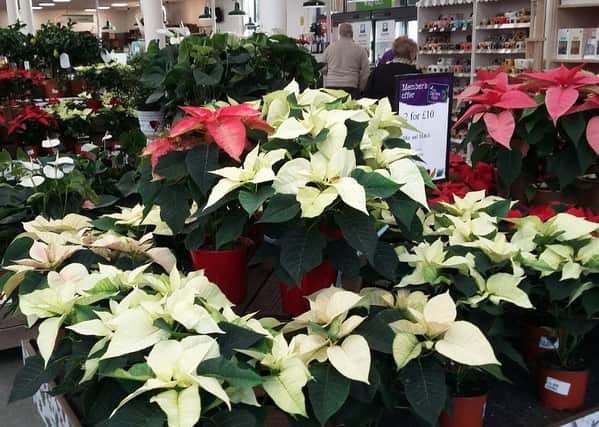 Poinsettia comes in a variety of colours to bring cheer, but be sure to take care when pruning and re-potting.