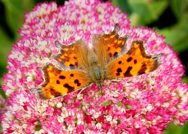 Butterfly on Sedum