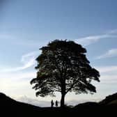 The Sycamore Gap tree, on Hadrians Wall. Picture by National Trust/John Millar