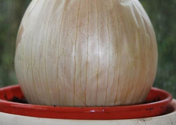 An onion growing for seed.