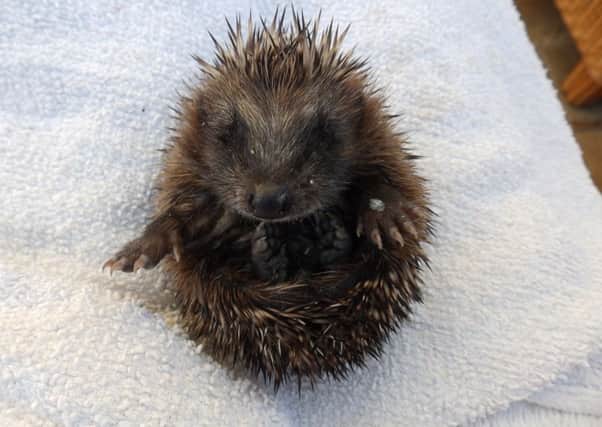 The number of hedgehogs needing the charity's help this year was unprecedented.