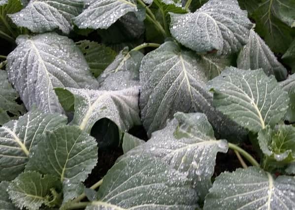 Winter brassicas thrive in frost, but take months to mature.