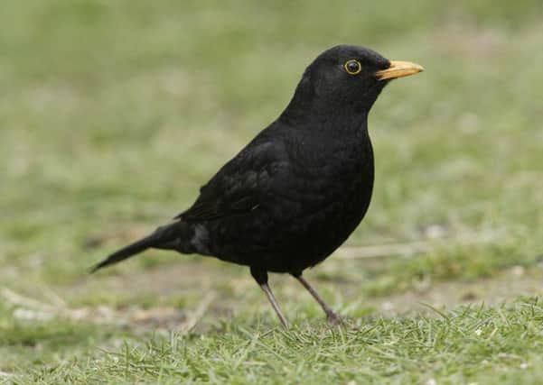 The blackbird was the most common playground visitor in 2016. Picture courtesy of RSPB