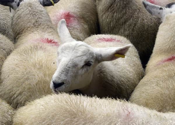 Sheep sale at Northeast Livestock Sale's Acklington Auction Mart.
Picture by Jane Coltman