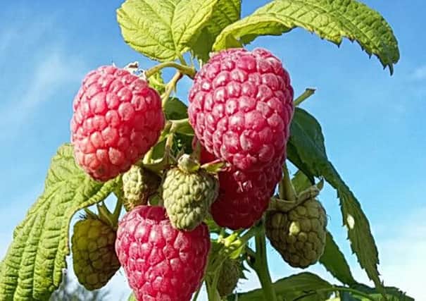 The Joan J raspberry variety is a favourite for its big fruits, few spines and reliability in cropping. Picture by Tom Pattinson.