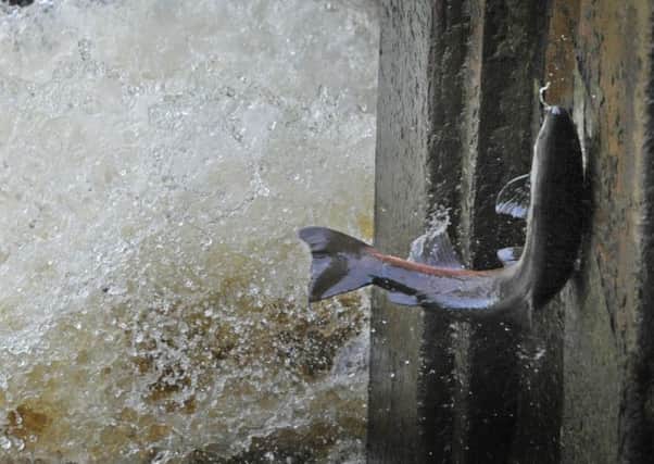 A fish hits the side of the fish pass at Haugh Head ford on the Wooler Water.
 Picture by Jane Coltman