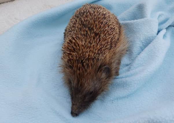 One of the 'old ladies' at Northumbrian Hedgehog Rescue Trust.