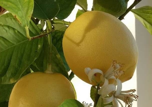 Lemons are coming on nicely for pancakes.
