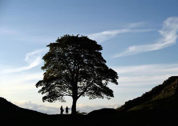 The Sycamore Gap tree, on Hadrians Wall. Picture by National Trust/John Millar