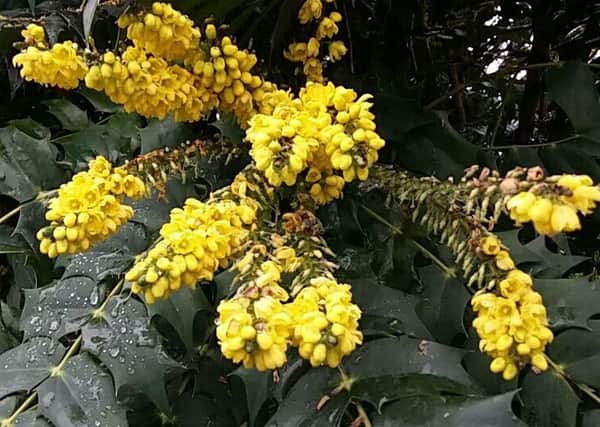 Mahonia is irresistable to bees.