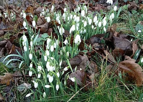 Snowdrops grow well in Northumberland.