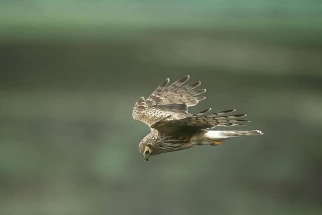 Female hen harrier in flight