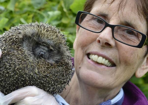 Carole Catchpole with Breeze the hedgehog.
