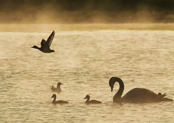 Ducks and swans were seen by Gazette photographer Jane Coltman