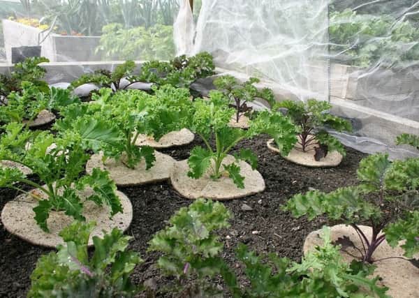 Protection against cabbage root fly and white butterfly.