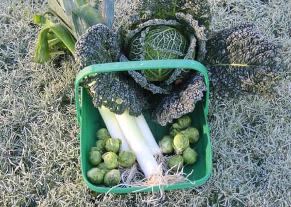 Fresh vegetables from the frosty February garden.