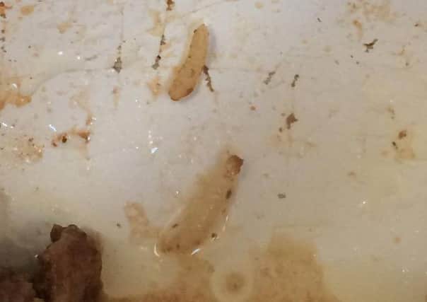The maggots found in the mince from Aldi.