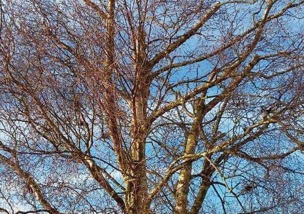 The silver birch needs pruning. Picture by Tom Pattinson.