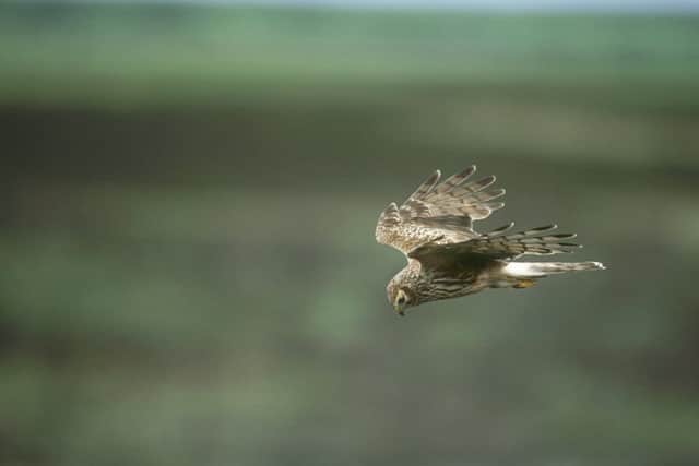 A female hen harrier in flight. Picture by Andy Hay, RSPB Images