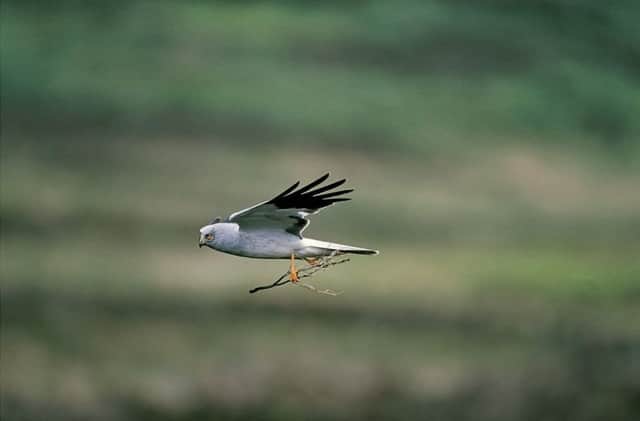 A male hen harrier in flight. Picture by Andy Hay, RSPB Images