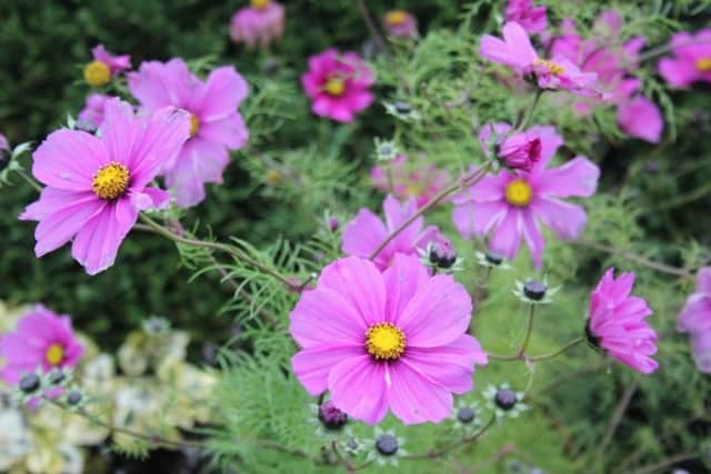 Cosmos has a toughness that belies its appearance.