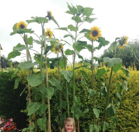 Last years challenge winner Emilia Bowden with her giant blooms.