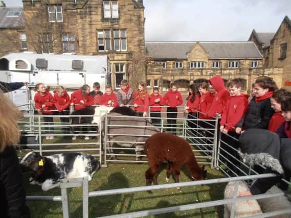 Pupils from The Dukes Middle School learnt about farm animals during Science Week.