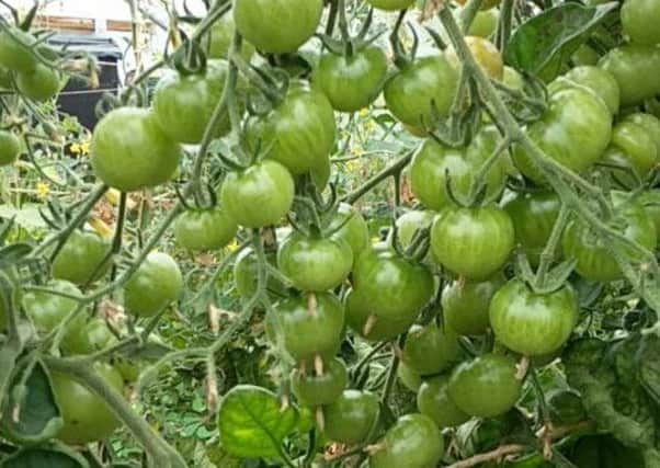 An unripe truss of tomatoes. Picture by Tom Pattinson.