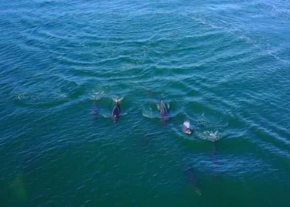 A still from Jamie Dobson's drone footage of dolphins.