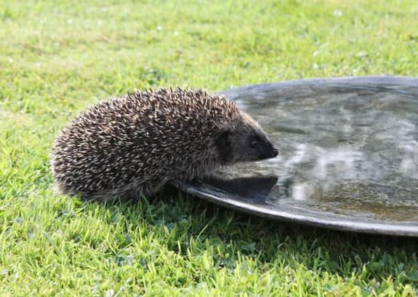 A Hedgehog Awareness Day is taking place in Alnwick.