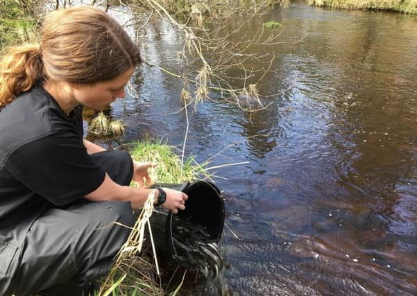 Jess Anson releasing sea trout into the North Tyne rivers.