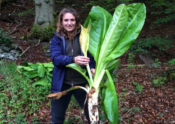 Tweed Forum project officer Emily Iles with some giant skunk cabbage.