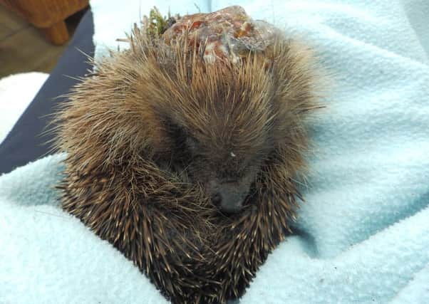 Olga the hedgehog, who was injured by a strimmer.