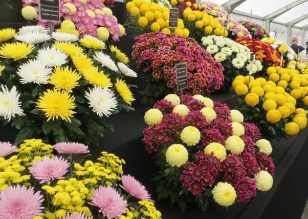 A colourful chrysanthemum display is one of the staples of the annual flower shows. Picture by Tom Pattinson.