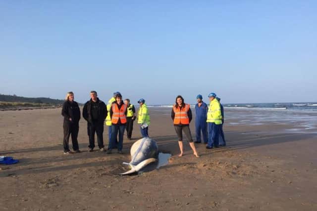 The minke whale washed up on Alnmouth beach.