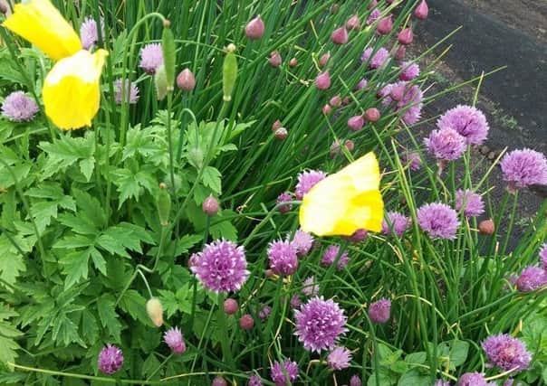 Welsh poppy is invading the chives. Picture by Tom Pattinson.