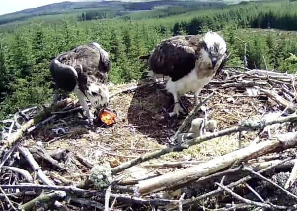 It's been a record-breaking year for the Kielder ospreys.