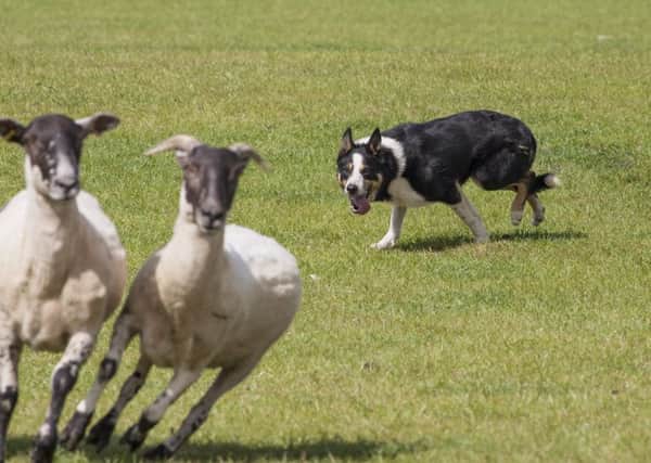 The Northumberland Sheep Dog Society trials at Kirkley Hall Farm. Picture by Trevor Walker.