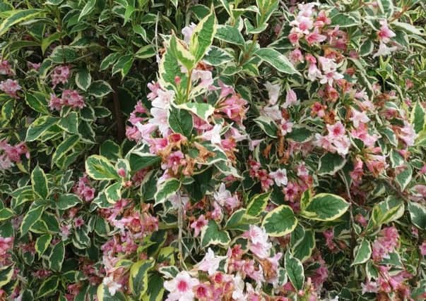 Take weigela cuttings while you have the chance. Picture by Tom Pattinson.
