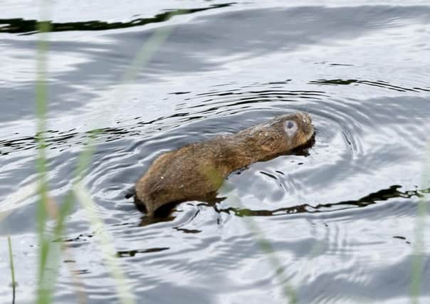 The first release of water voles in Kielder Water & Forest Park. Picture by John Millard
