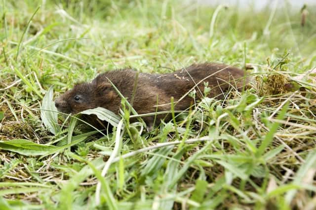 The first release of water voles in Kielder Forest. Picture by John Millard