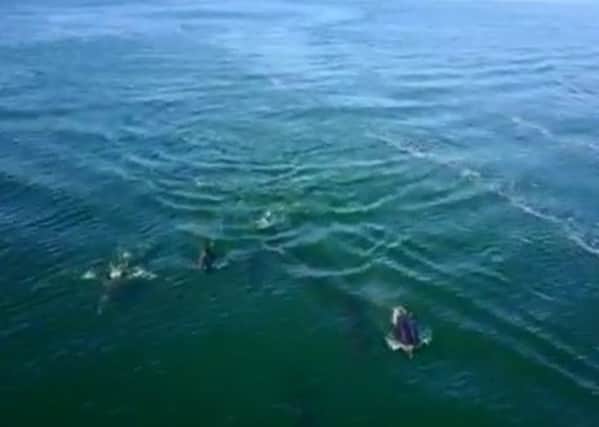 A still from Jamie Dobson's drone footage of dolphins off the north Northumberland coast.
